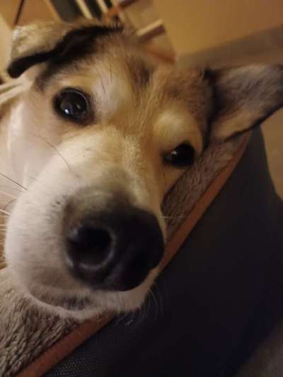 Zeigt mir die tollste Nahaufnahme von eurer Fellnase-Beitrag-Bild