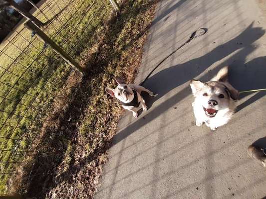 Bester Freund, Hundekumpel - zeigt her!-Beitrag-Bild