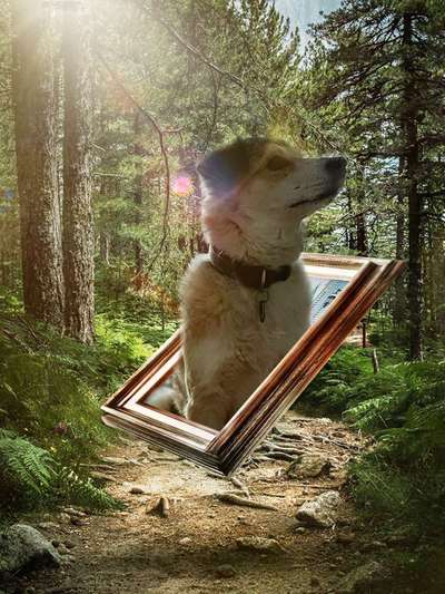 Photomontagen mit Hund-Beitrag-Bild