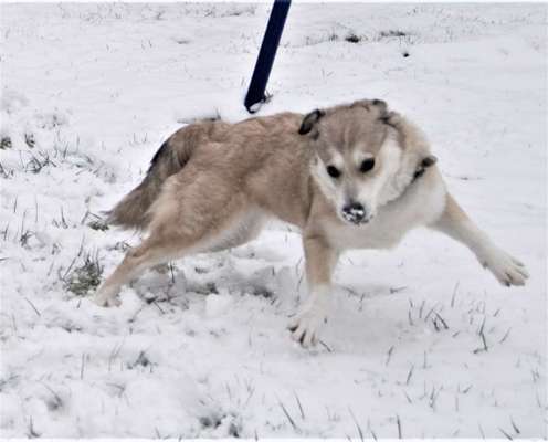 Schneehund-Beitrag-Bild