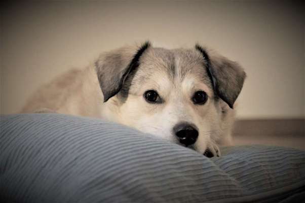 Mischlingshunde Foto Aufruf-Beitrag-Bild