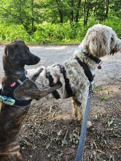 Unsere Fellnasen-Vielfalt im Überblick!-Beitrag-Bild