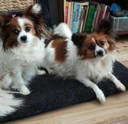 Hunderunde-Beitrag-Bild