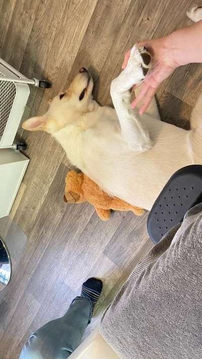 🐶 Sind Bürohunde jetzt VERBOTEN?! 😱-Beitrag-Bild