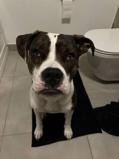 35.Collagen Challenge:„Bettelblick"-Beitrag-Bild