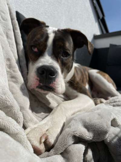 35.Collagen Challenge:„Bettelblick"-Beitrag-Bild