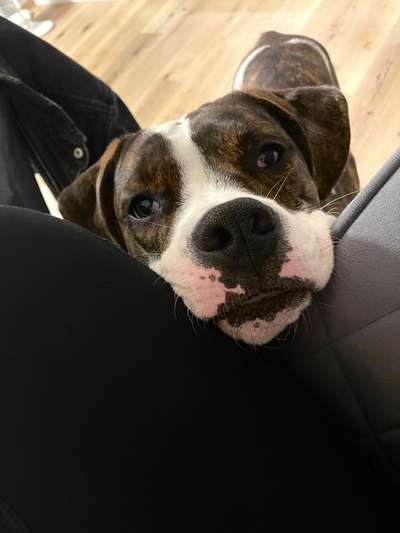 35.Collagen Challenge:„Bettelblick"-Beitrag-Bild