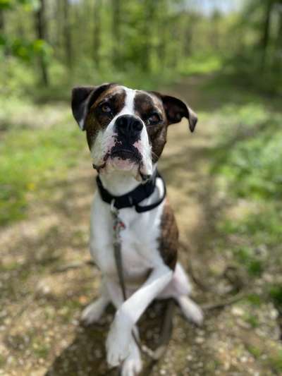 35.Collagen Challenge:„Bettelblick"-Beitrag-Bild