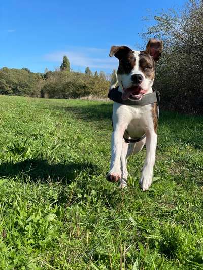 Handy Foto Challange Nr. 46  Happy Dog-Beitrag-Bild