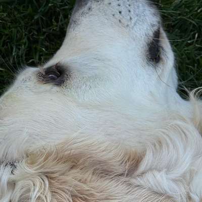 aktuelles Foto Gruppe Golden Retriever