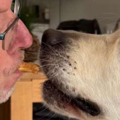 aktuelles Foto Gruppe Golden Retriever