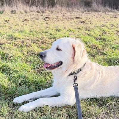 aktuelles Foto Gruppe Golden Retriever
