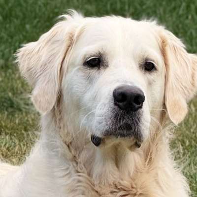 aktuelles Foto Gruppe Golden Retriever