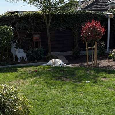 aktuelles Foto Gruppe Golden Retriever