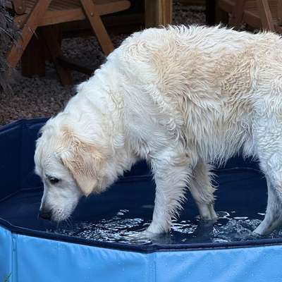 aktuelles Foto Gruppe Golden Retriever