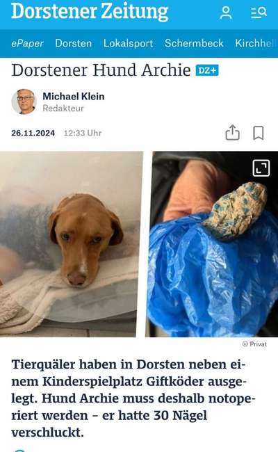 Giftköder-Fleisch mit Reisszwecken-Bild