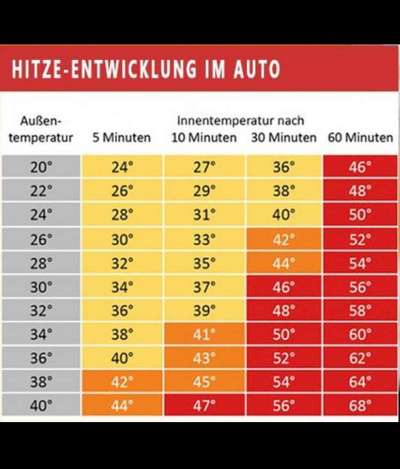 Hunde im Auto bei hohen Außentemperaturen-Beitrag-Bild