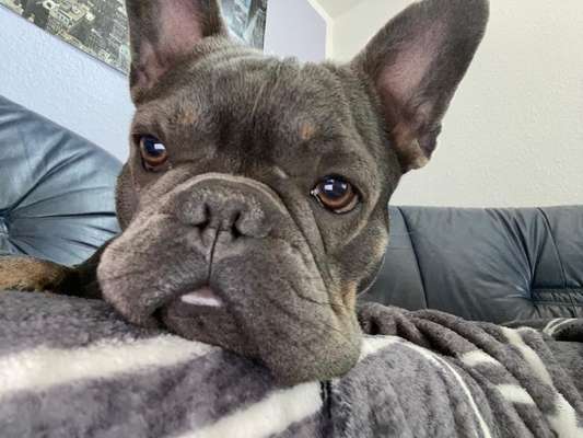 Französische Bulldoggen-Beitrag-Bild