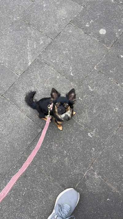 Wo sind die Chihuahua Besitzer ?-Beitrag-Bild