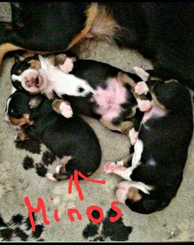 Das erste Bild eures Hundes-Beitrag-Bild