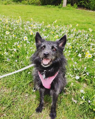 Dogorama Photo Challenge - Der Frühling kommt-Beitrag-Bild