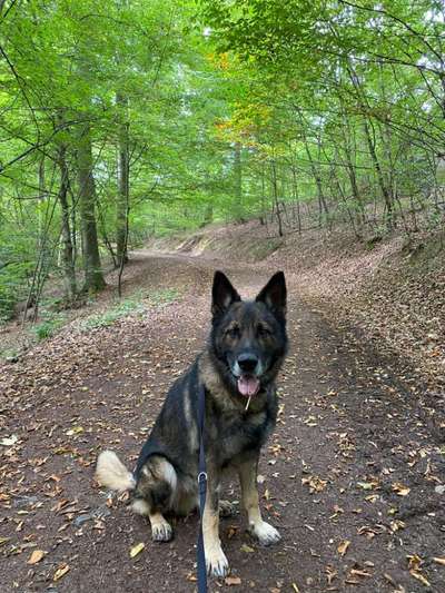 Hundetreffen-Hundespaziergang in Bad Honnef-Bild