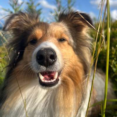 Hundetreffen-Playtime-Bild