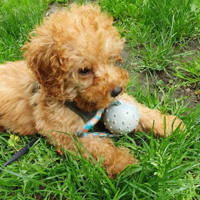 Hundetreffen-Welpen Spielgruppe-Bild