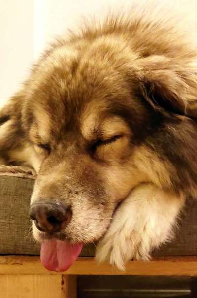 Fotochallenge Nr. 59 - Mein Hund zeigt die Zunge-Beitrag-Bild