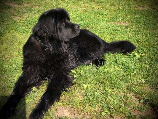 Welpenfotos-Beitrag-Bild