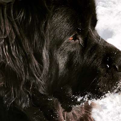 Neufundländer Freunde!-Beitrag-Bild