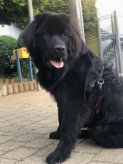 Fotochallenge Nr. 59 - Mein Hund zeigt die Zunge-Beitrag-Bild