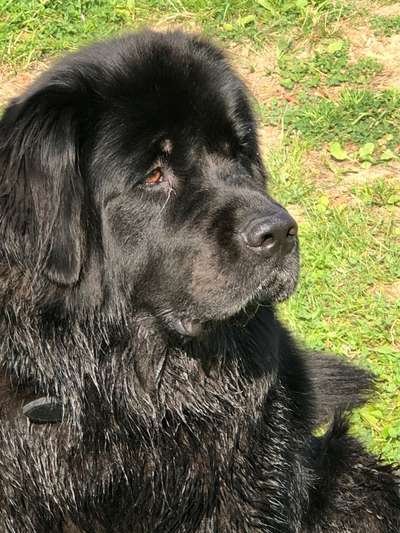 Reinrassige Hunde?-Beitrag-Bild