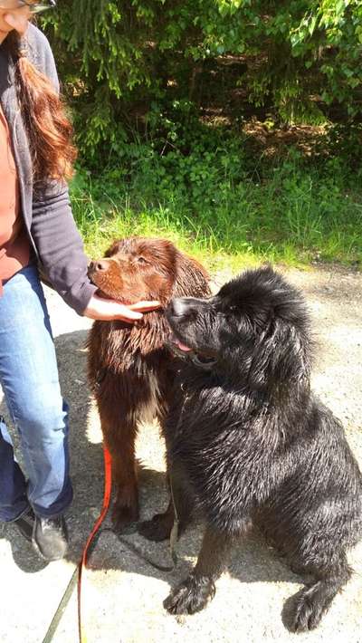Wie kamt ihr auf die Rasse eures Hundes?-Beitrag-Bild