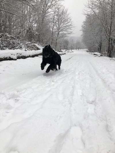 Dogorama Photo Challenge - Winterstimmung-Beitrag-Bild