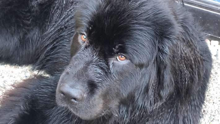 Wie heißt dein Hund?-Beitrag-Bild