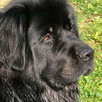 Hundetreffen-Hunde Begegnung