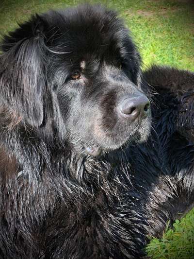 Hunde Begegnungen-Beitrag-Bild