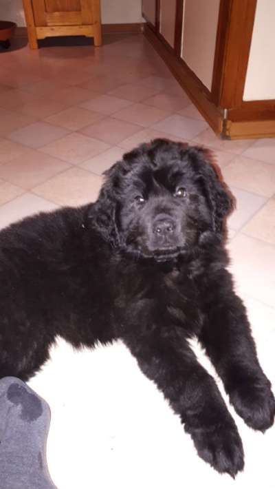 Welpenfotos-Beitrag-Bild