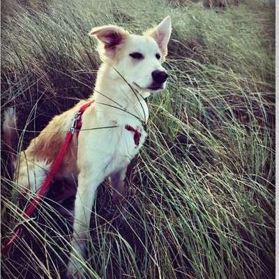 Hundetreffen-Junghunde zum Spielen und Toben gesucht-Bild