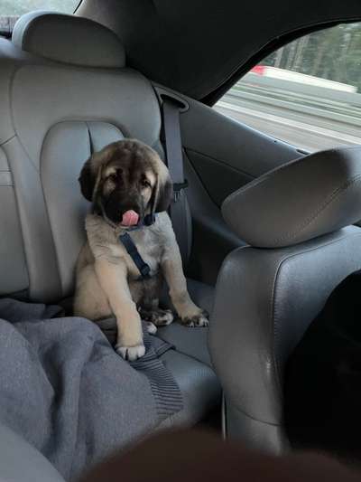 Die Dogorama-Wochen-Challenge "Die schönste Grimasse"-Beitrag-Bild