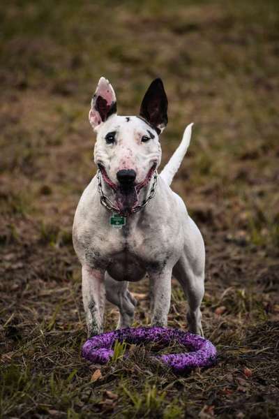 Hundetreffen-Canicross und gern danach noch ne Runde toben :)-Bild