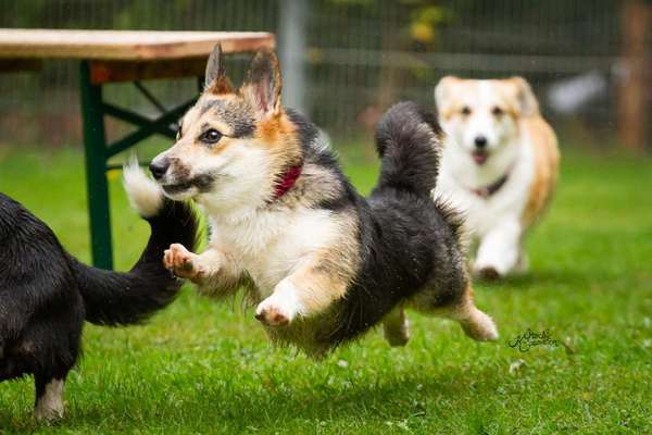 Corgis und ihre persönlichen Hofangestellten-Beitrag-Bild