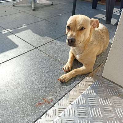 Hundetreffen-Spielen mit meinem kleinen-Bild