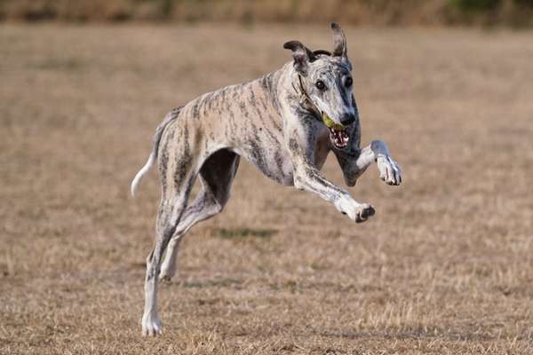 Windhunde - Treffen der besonderen Schönheiten
HERZLICH WILLKOMMEN-Beitrag-Bild