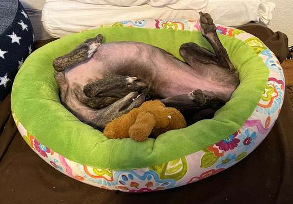 Windhunde - Treffen der besonderen Schönheiten
HERZLICH WILLKOMMEN-Beitrag-Bild