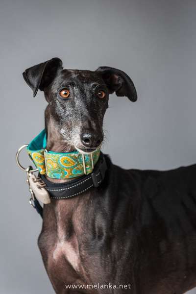 Windhunde - Treffen der besonderen Schönheiten
HERZLICH WILLKOMMEN-Beitrag-Bild