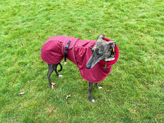 Windhunde - Treffen der besonderen Schönheiten
HERZLICH WILLKOMMEN-Beitrag-Bild