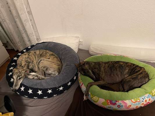 Windhunde - Treffen der besonderen Schönheiten
HERZLICH WILLKOMMEN-Beitrag-Bild