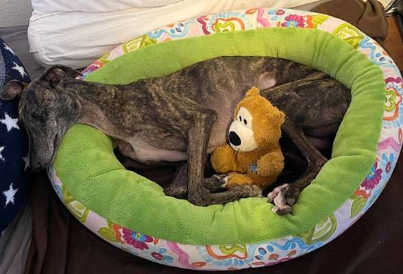 Windhunde - Treffen der besonderen Schönheiten
HERZLICH WILLKOMMEN-Beitrag-Bild